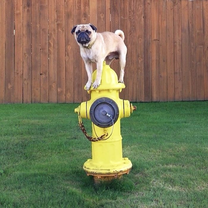 Pug Adventures