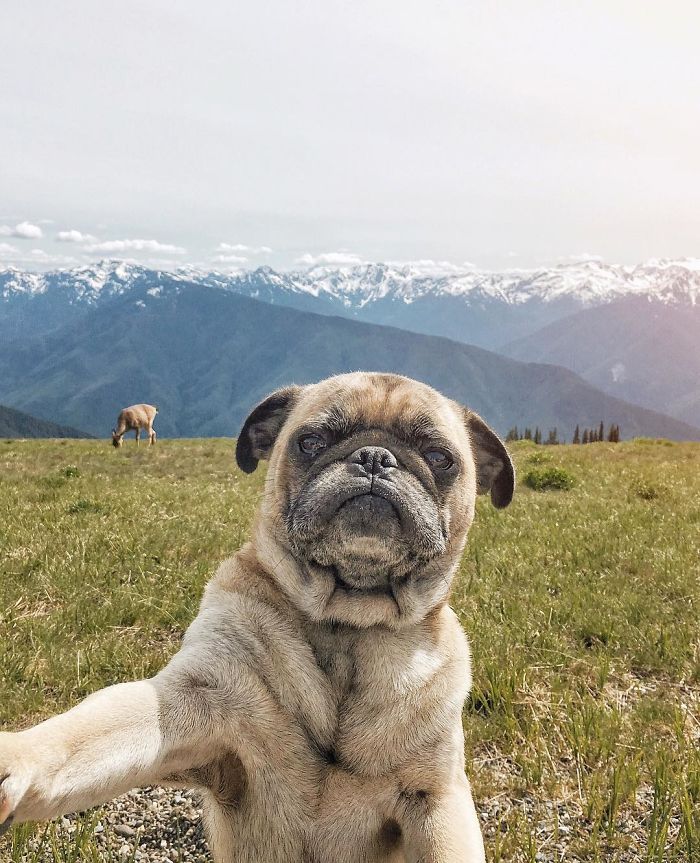 Pug Adventures