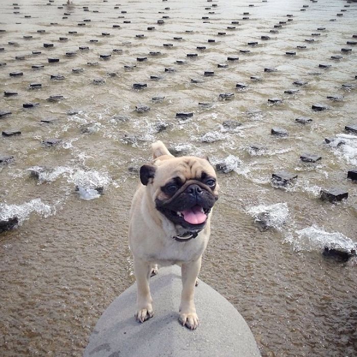 Pug Adventures