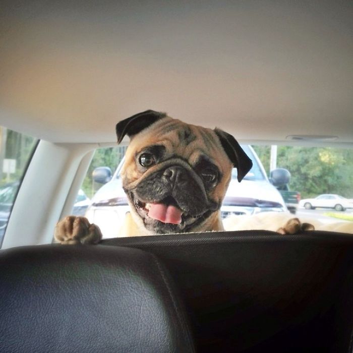 Pug Adventures