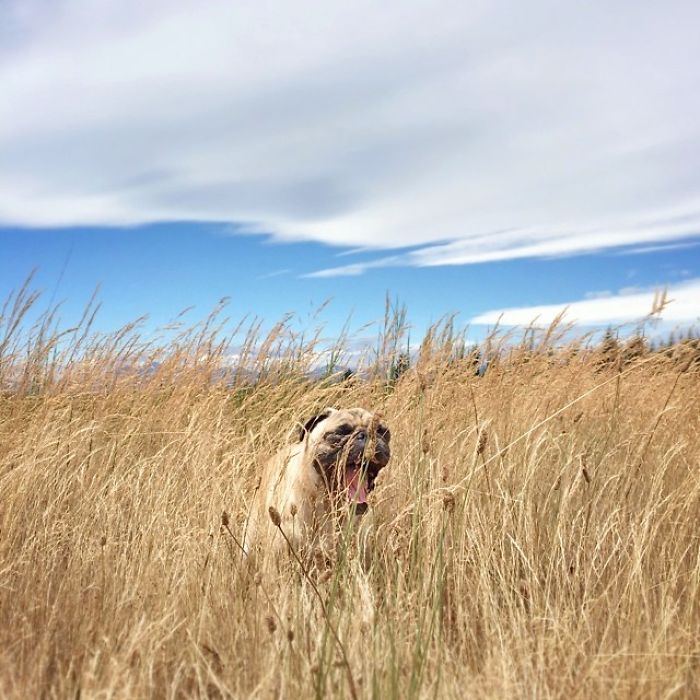 Pug Adventures