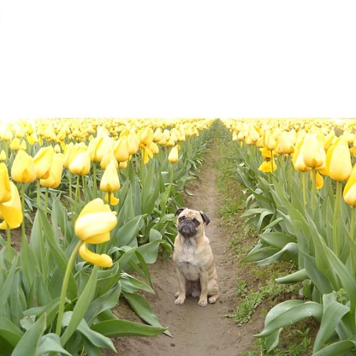 Pug Adventures