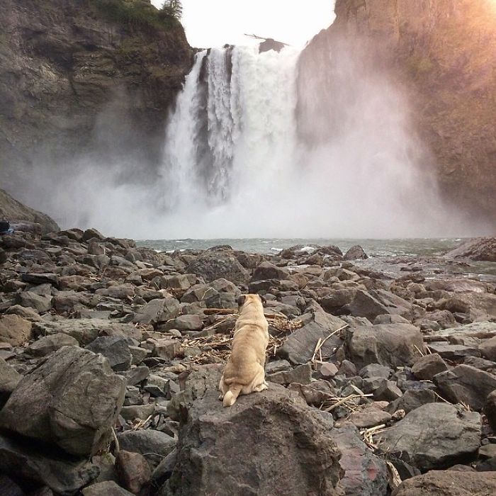 Pug Adventures