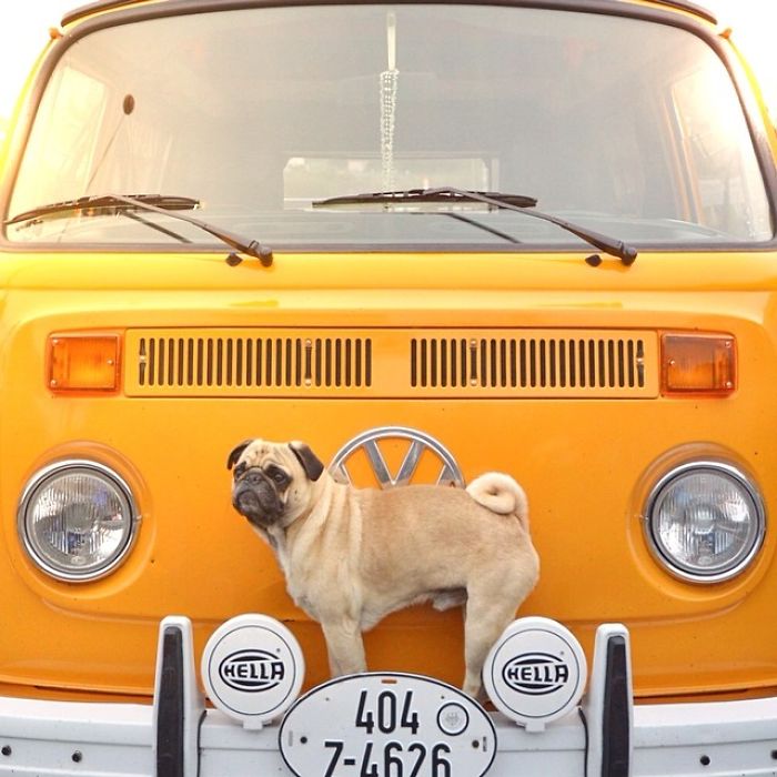 Pug Adventures