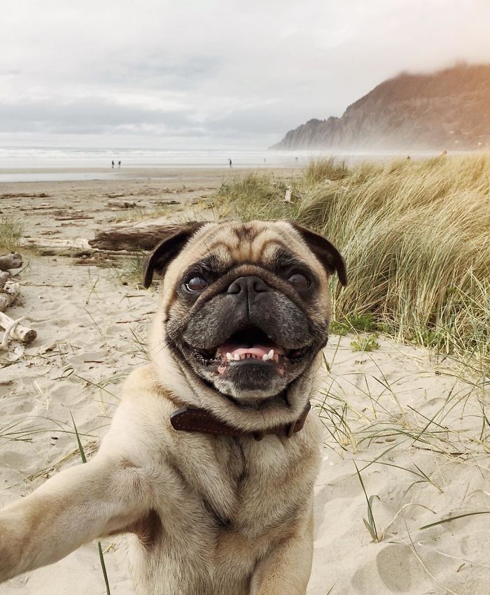 Pug Adventures