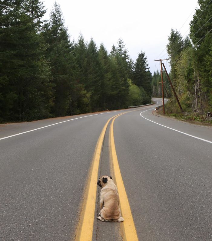 Pug Adventures