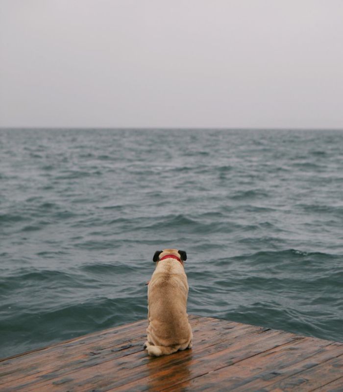 Pug Adventures
