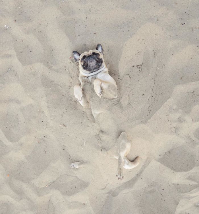 Pug Adventures