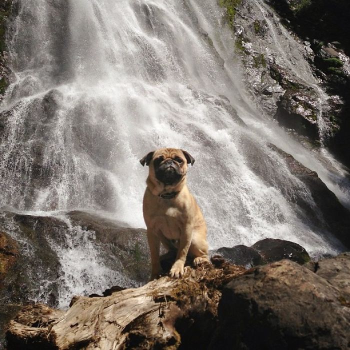 Pug Adventures
