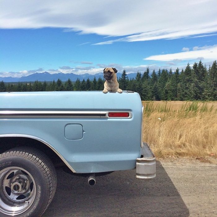 Pug Adventures