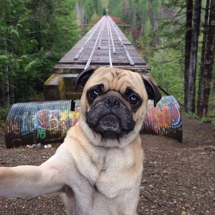 Pug Adventures