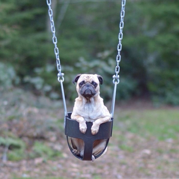 Pug Adventures