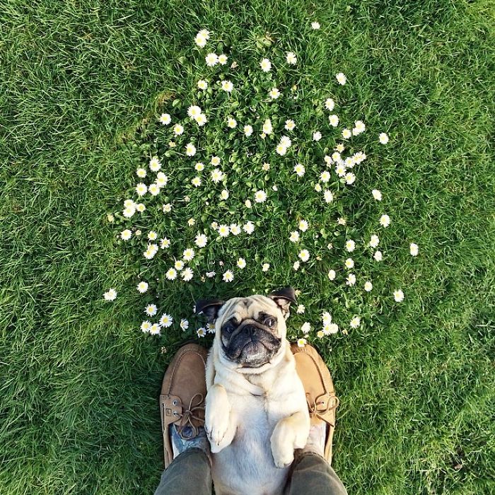 Pug Adventures