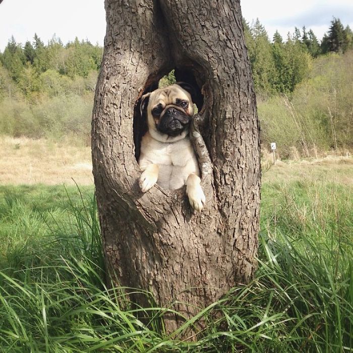 Pug Adventures