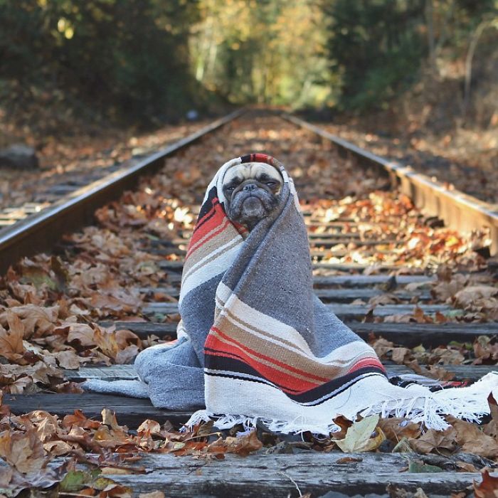 Pug Adventures