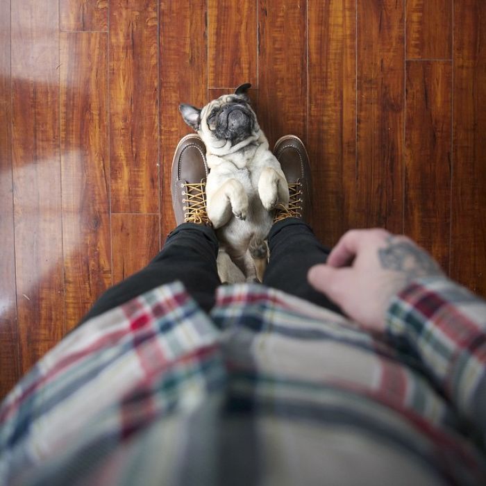 Pug Adventures