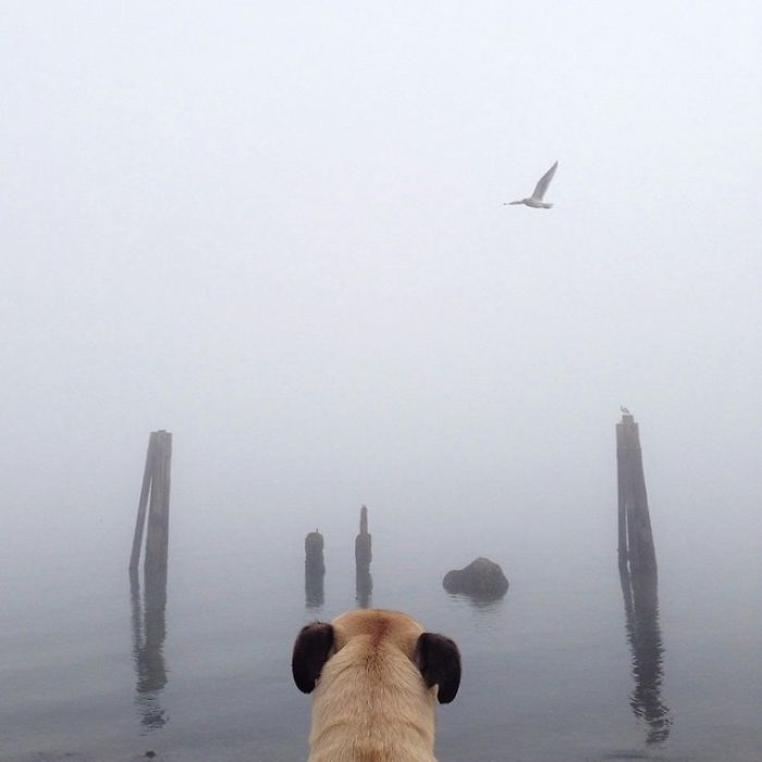 Pug Adventures