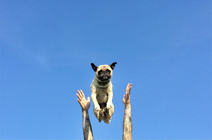 Pug Adventures