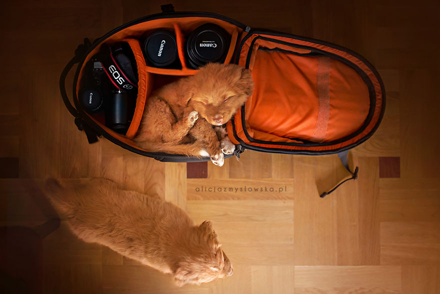 Puppies Decided To Sleep And Have Fun In My Camera Bag