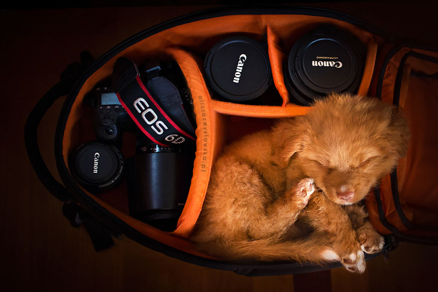 Puppies Decided To Sleep And Have Fun In My Camera Bag Puppies Decided To Sleep And Have Fun In My Camera Bag