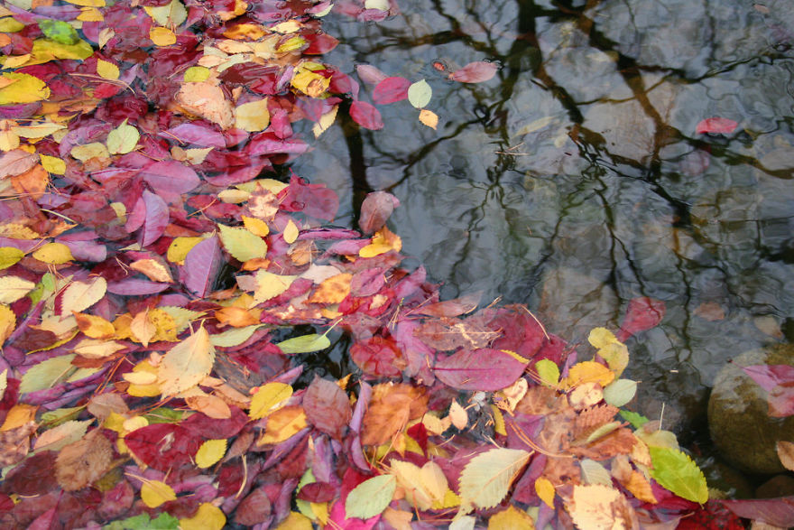 Putting The Leaves Back On