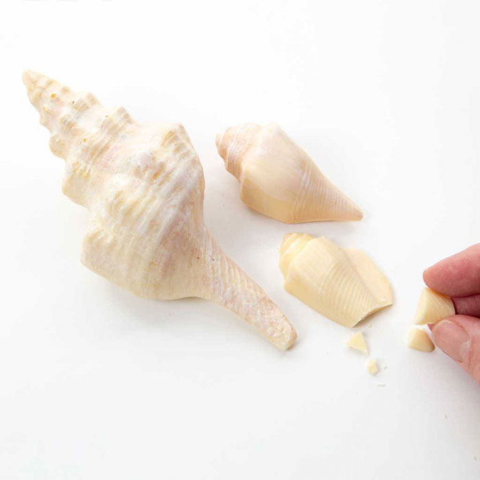 realistic-chocolate-sculptures-edible-museum-sarah-hardy-10 realistic-chocolate-sculptures-edible-museum-sarah-hardy-10