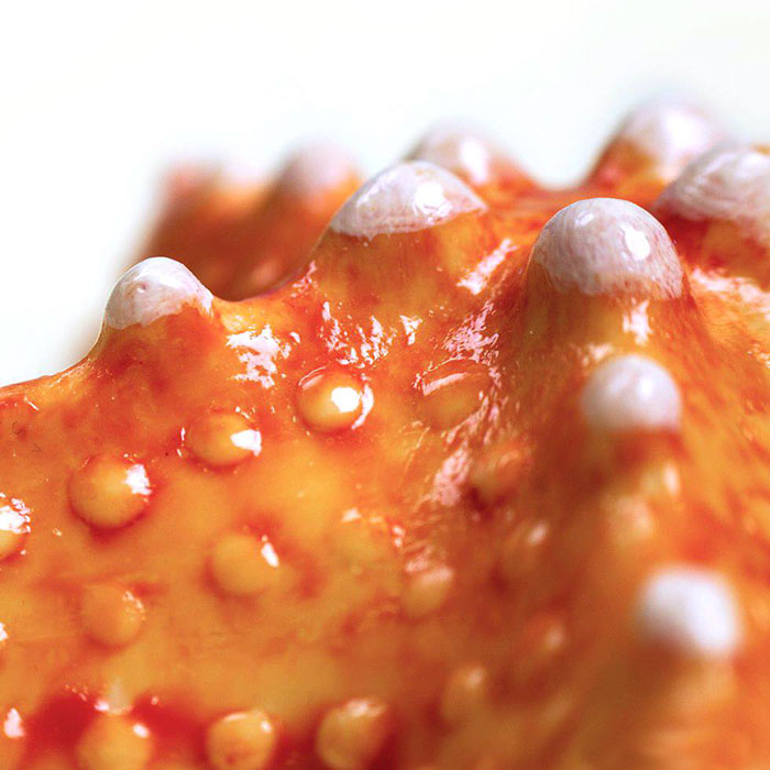 realistic-chocolate-sculptures-edible-museum-sarah-hardy-4 realistic-chocolate-sculptures-edible-museum-sarah-hardy-4