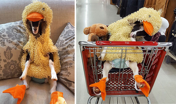 Esta cabra rescatada con ansiedad se calma cuando se pone su disfraz de pato