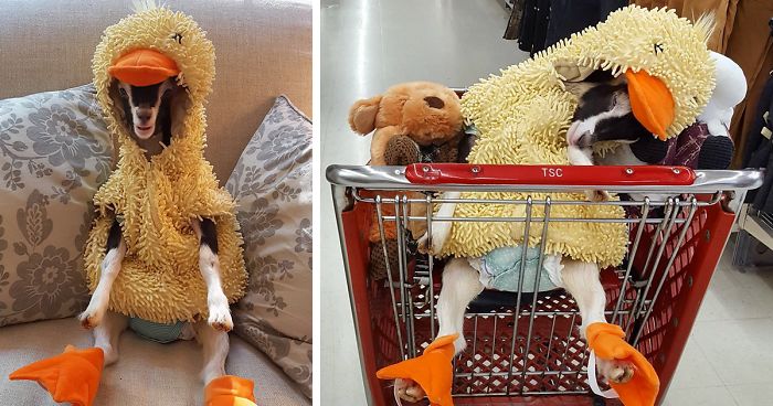 Rescue Goat Suffering From Anxiety Only Calms Down In Her Duck Costume