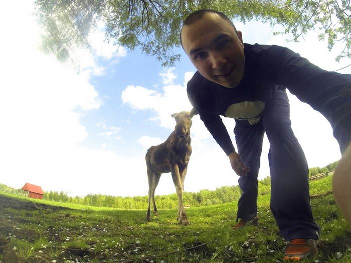 rescued-moose-visit-guy-erikas-plucas-11