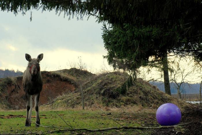 rescued-moose-visit-guy-erikas-plucas-13 rescued-moose-visit-guy-erikas-plucas-13