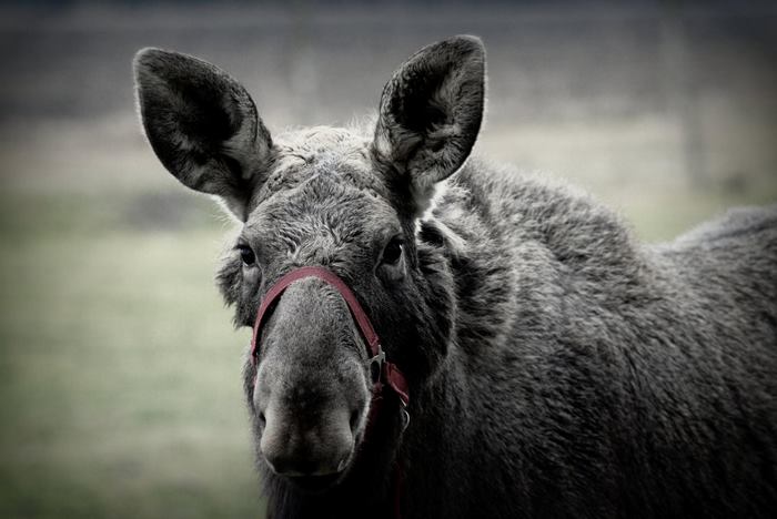 rescued-moose-visit-guy-erikas-plucas-7