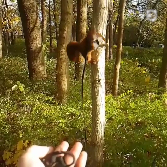 Squirrel Abandoned By His Mom Finds The Best Dad Ever