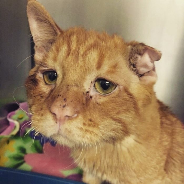 saddest-shelter-cat-benben-transformation-16 saddest-shelter-cat-benben-transformation-16