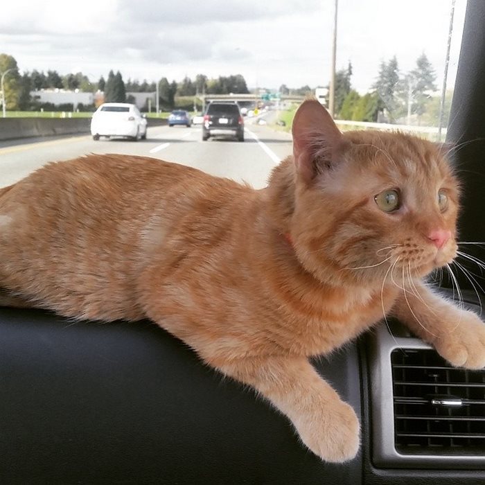 saddest-shelter-cat-benben-transformation-6 saddest-shelter-cat-benben-transformation-6