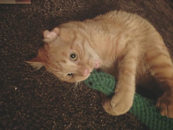 saddest-shelter-cat-benben-transformation-8 saddest-shelter-cat-benben-transformation-8