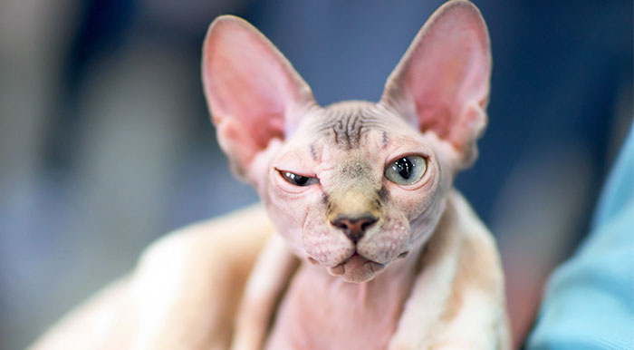 Esta mujer quedó asombrada tras ver que su gato esfinge de 700$ era en realidad un gato normal depilado