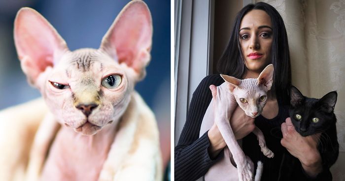 Woman Shocked After Realizing Her $700 Hairless Sphynx Cat Is Actually A Regular Cat That Was Shaved