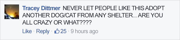 shelter-dog-old-family-new-zuzu-8