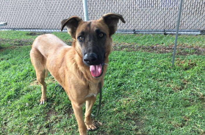 Abandoned Dog Excited To Meet Her Family In A Shelter, But They’re There To Adopt Another Dog Instead