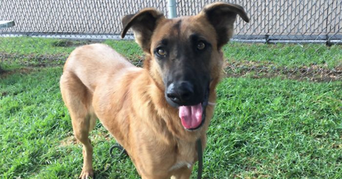 Abandoned Dog Excited To Meet Her Family In A Shelter, But They’re There To Adopt Another Dog Instead
