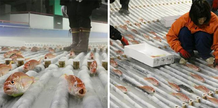 skating-rink-freeze-fish-ice-japan-10