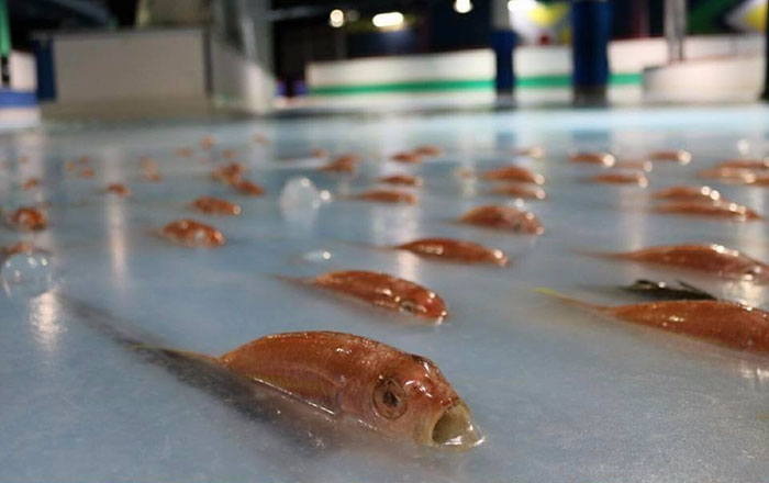 skating-rink-freeze-fish-ice-japan-3 skating-rink-freeze-fish-ice-japan-3