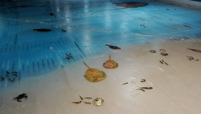 skating-rink-freeze-fish-ice-japan-5 skating-rink-freeze-fish-ice-japan-5