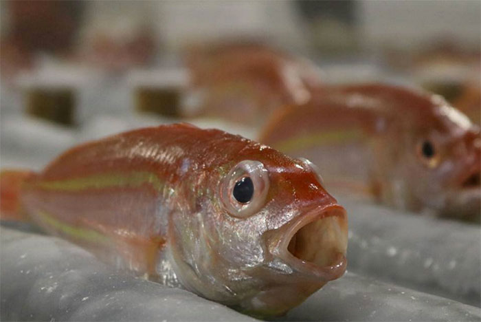 skating-rink-freeze-fish-ice-japan-6