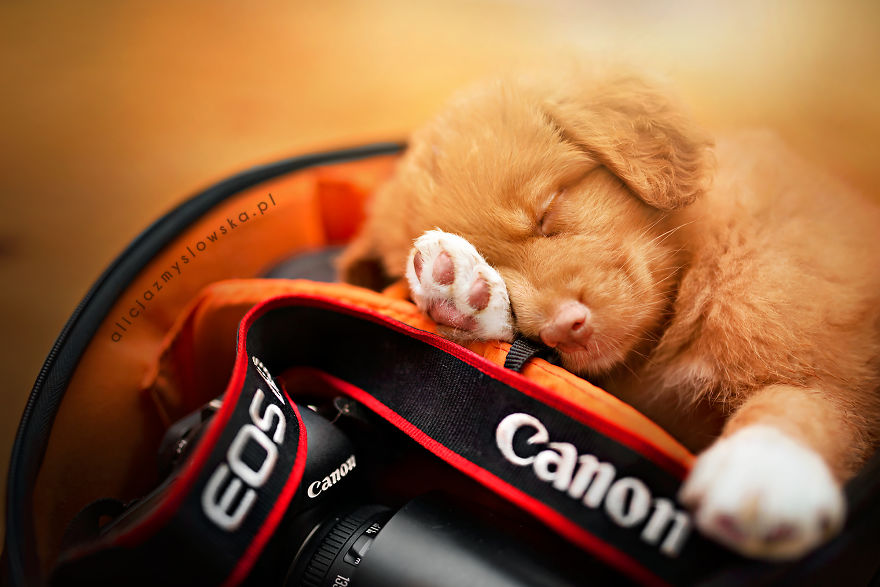 Puppies Decided To Sleep And Have Fun In My Camera Bag