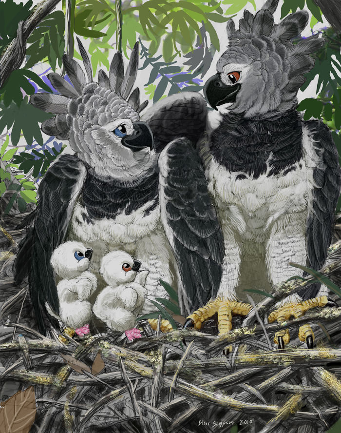 Realistic-animal-drawings-psithyrus-blair-sampson