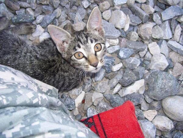 soldier-refuses-leaving-special-needs-kitten-afghanistan-2 soldier-refuses-leaving-special-needs-kitten-afghanistan-2