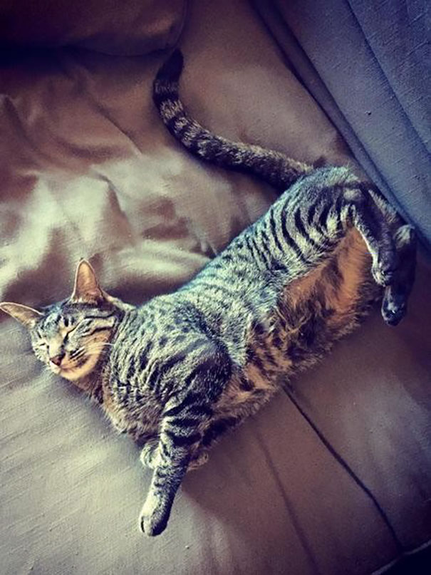 soldier-refuses-leaving-special-needs-kitten-afghanistan-7 soldier-refuses-leaving-special-needs-kitten-afghanistan-7