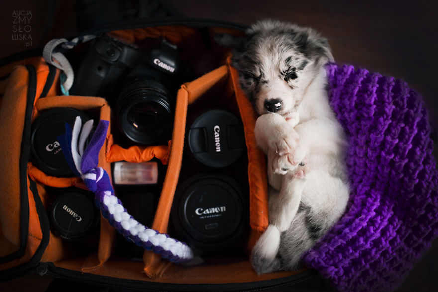 Puppies Decided To Sleep And Have Fun In My Camera Bag Puppies Decided To Sleep And Have Fun In My Camera Bag